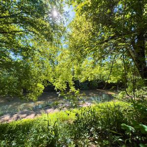 Photo #25 of SOLD property in Off Woodsdale Road & Hideaway Trail, Roxboro, NC 88.1 acres
