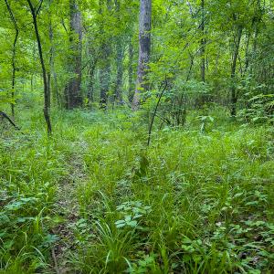 Photo #26 of Off Woodsdale Road & Hideaway Trail, Roxboro, NC 88.1 acres