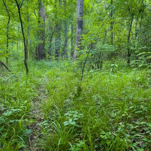 Photo #26 of SOLD property in Off Woodsdale Road & Hideaway Trail, Roxboro, NC 88.1 acres
