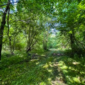 Photo #31 of SOLD property in Off Woodsdale Road & Hideaway Trail, Roxboro, NC 88.1 acres