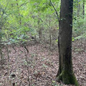 Photo #9 of SOLD property in 1910 Wade Stephenson Road, Holly Springs, NC 0.6 acres