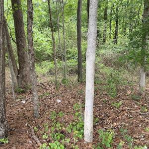 Photo #11 of SOLD property in 1910 Wade Stephenson Road, Holly Springs, NC 0.6 acres