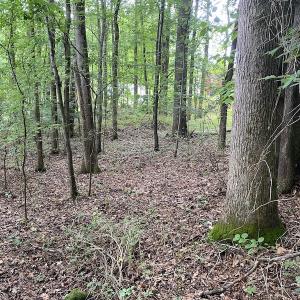 Photo #8 of SOLD property in 1910 Wade Stephenson Road, Holly Springs, NC 0.6 acres