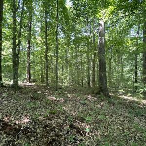 Photo #13 of Off Bell Road, Powhatan, VA 6.8 acres