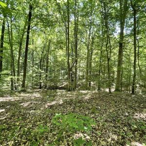 Photo #21 of Off Bell Road, Powhatan, VA 6.8 acres