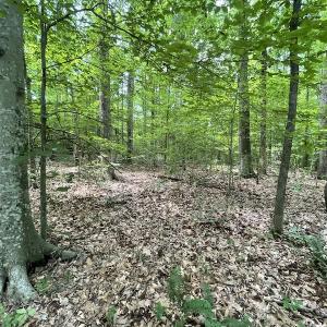 Photo #32 of Off Bell Road, Powhatan, VA 6.8 acres