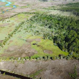 Photo #6 of SOLD property in 13360 Cattail Rd , Mears, VA 46.0 acres