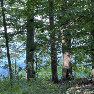 Photo #13 of SOLD property in Off Mountain Rock Trail, Boydton, VA 0.7 acres