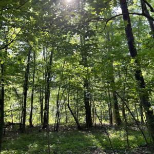 Photo #7 of SOLD property in Off Mountain Rock Trail, Boydton, VA 0.7 acres