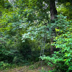 Photo #58 of SOLD property in Off Woodsdale Road & Hideaway Trail, Roxboro, NC 88.1 acres