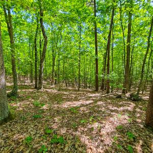 Photo #15 of SOLD property in 728 Retreat Drive, Axton, VA 32.4 acres