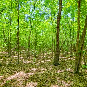 Photo #16 of SOLD property in 728 Retreat Drive, Axton, VA 32.4 acres