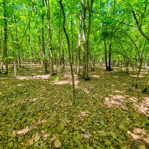 Photo #19 of SOLD property in 728 Retreat Drive, Axton, VA 32.4 acres