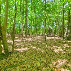 Photo #21 of SOLD property in 728 Retreat Drive, Axton, VA 32.4 acres