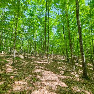 Photo #20 of SOLD property in 728 Retreat Drive, Axton, VA 32.4 acres