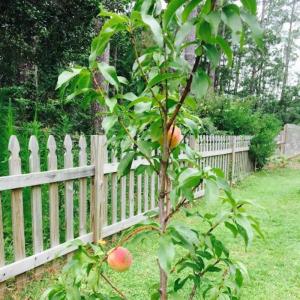 Photo #38 of SOLD property in 946 Second Street, Manteo, NC 0.4 acres