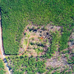 Photo #11 of SOLD property in Off Hub Quarter Road, Macon, NC 4.6 acres