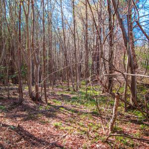 Photo #14 of SOLD property in Off Hub Quarter Road, Macon, NC 4.6 acres