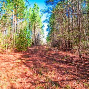Photo #15 of SOLD property in Off Hub Quarter Road, Macon, NC 4.6 acres