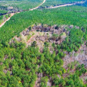 Photo #6 of SOLD property in Off Hub Quarter Road, Macon, NC 4.6 acres