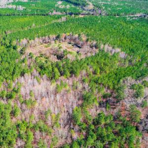 Photo #7 of SOLD property in Off Hub Quarter Road, Macon, NC 4.6 acres