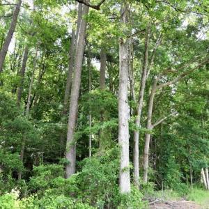 Photo #4 of SOLD property in 4311 Anderson Chapel Road, Macclesfield, NC 26.0 acres