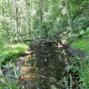 Photo #8 of SOLD property in 4311 Anderson Chapel Road, Macclesfield, NC 26.0 acres