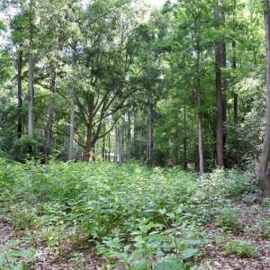 Photo #9 of SOLD property in 4311 Anderson Chapel Road, Macclesfield, NC 26.0 acres