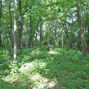Photo #10 of SOLD property in 4311 Anderson Chapel Road, Macclesfield, NC 26.0 acres