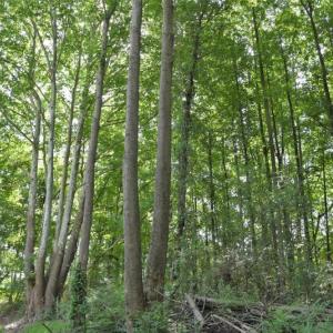 Photo #12 of SOLD property in 4311 Anderson Chapel Road, Macclesfield, NC 26.0 acres