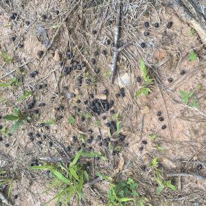 Photo #20 of SOLD property in Lot 1 - Hunters Bluff Lane, Warrenton, NC 15.0 acres