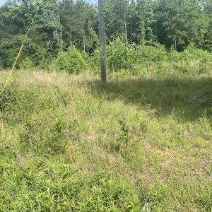 Photo #14 of SOLD property in Lot 1 - Hunters Bluff Lane, Warrenton, NC 15.0 acres