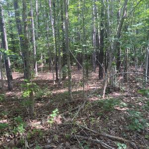 Photo #2 of SOLD property in Lot 1 - Hunters Bluff Lane, Warrenton, NC 15.0 acres