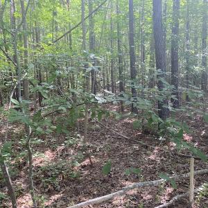 Photo #3 of SOLD property in Lot 1 - Hunters Bluff Lane, Warrenton, NC 15.0 acres