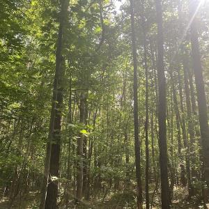 Photo #5 of SOLD property in Lot 1 - Hunters Bluff Lane, Warrenton, NC 15.0 acres