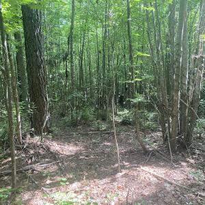 Photo #6 of SOLD property in Lot 1 - Hunters Bluff Lane, Warrenton, NC 15.0 acres