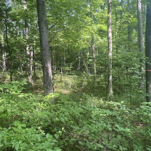 Photo #7 of SOLD property in Lot 1 - Hunters Bluff Lane, Warrenton, NC 15.0 acres