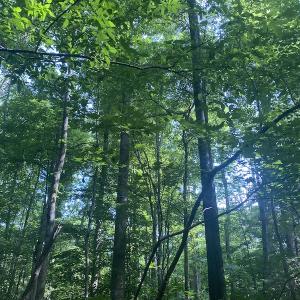 Photo #10 of SOLD property in Lot 1 - Hunters Bluff Lane, Warrenton, NC 15.0 acres