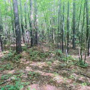 Photo #8 of SOLD property in Lot 1 - Hunters Bluff Lane, Warrenton, NC 15.0 acres