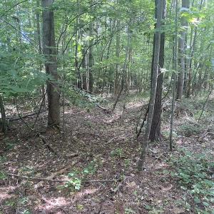 Photo #9 of SOLD property in Lot 1 - Hunters Bluff Lane, Warrenton, NC 15.0 acres