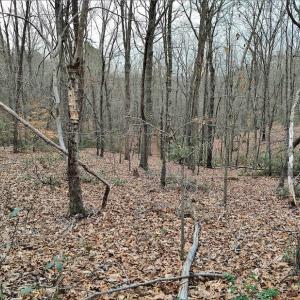 Photo #13 of SOLD property in Off Tery Court, Madison Heights, VA 5.8 acres