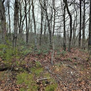 Photo #14 of SOLD property in Off Tery Court, Madison Heights, VA 5.8 acres