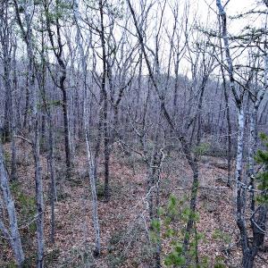 Photo #16 of SOLD property in Off Tery Court, Madison Heights, VA 5.8 acres