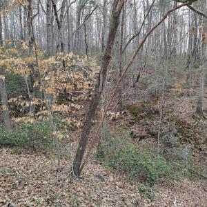 Photo #18 of SOLD property in Off Tery Court, Madison Heights, VA 5.8 acres