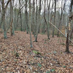 Photo #8 of SOLD property in Off Tery Court, Madison Heights, VA 5.8 acres