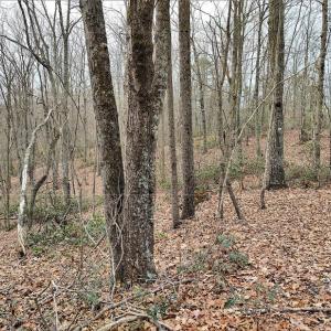 Photo #9 of SOLD property in Off Tery Court, Madison Heights, VA 5.8 acres