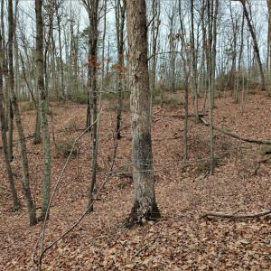 Photo #10 of SOLD property in Off Tery Court, Madison Heights, VA 5.8 acres