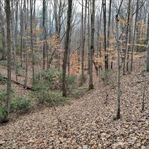 Photo #11 of SOLD property in Off Tery Court, Madison Heights, VA 5.8 acres