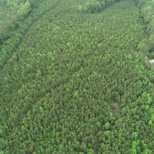 Photo #12 of SOLD property in Off Manning Drive, Valentines, VA 36.0 acres
