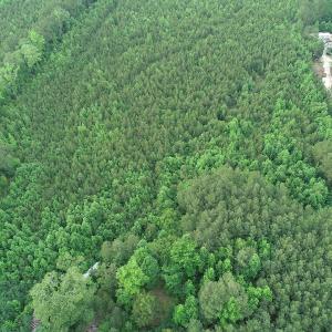 Photo #13 of SOLD property in Off Manning Drive, Valentines, VA 36.0 acres
